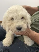 Blue, a male Komondor for sale in Lewis, CO – 1 of 3