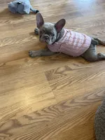 Baby Dior, a female French Bulldog for sale in Lewis, CO – 9 of 10