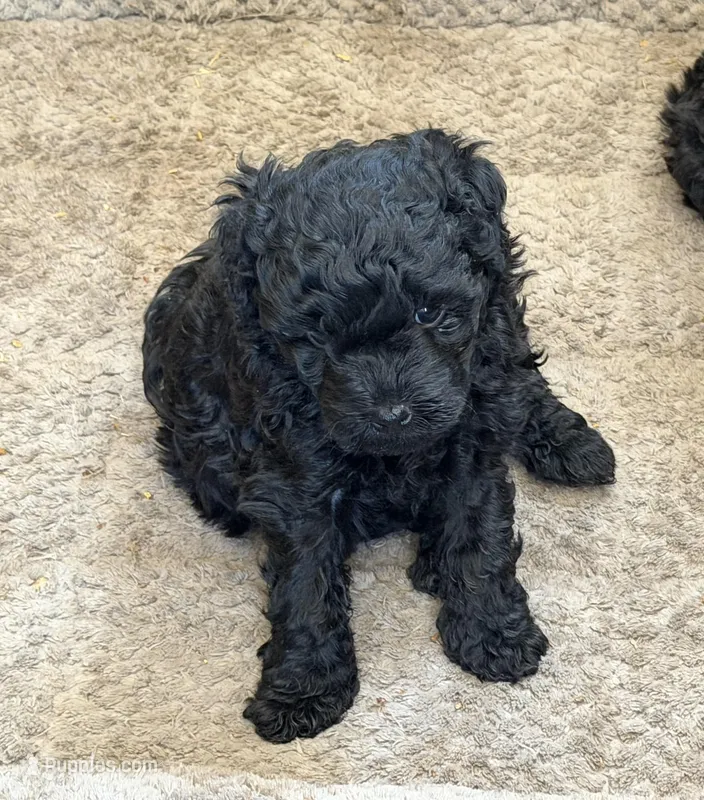 Red – Puli puppy for sale in Lewis, CO