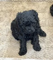 Red, a female Puli for sale in Lewis, CO – 1 of 1