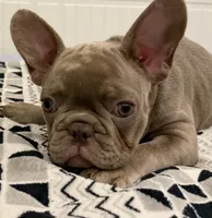 Baby Dior, a female French Bulldog for sale in Lewis, CO – 5 of 10