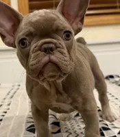 Baby Dior, a female French Bulldog for sale in Lewis, CO – 2 of 10