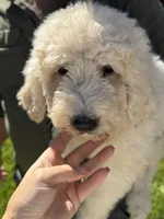 Orange, a female Komondor for sale in Lewis, CO – 1 of 2