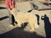 processed/fc88670c-794c-4267-a2fe-6730e2ee37cf/listing/b55f7323-ffa5-4738-b885-a1aa02d72c8d/42bdf1b5-0cd6-41fb-a93e-cf4286b24ced