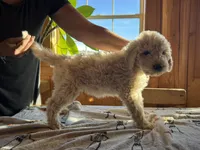 processed/fc88670c-794c-4267-a2fe-6730e2ee37cf/listing/b55f7323-ffa5-4738-b885-a1aa02d72c8d/4932a5bd-463f-4179-bead-363d958b5a4f