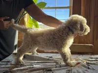 processed/fc88670c-794c-4267-a2fe-6730e2ee37cf/listing/b55f7323-ffa5-4738-b885-a1aa02d72c8d/ad628367-7c0b-4bf6-8a42-dafd7a4aa69a