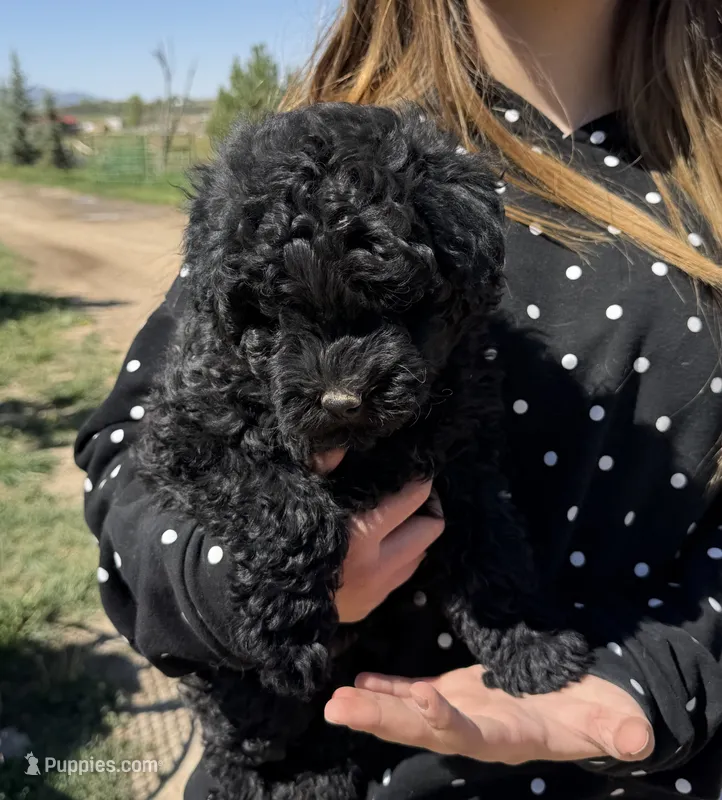 Red – Puli puppy for sale in Lewis, CO