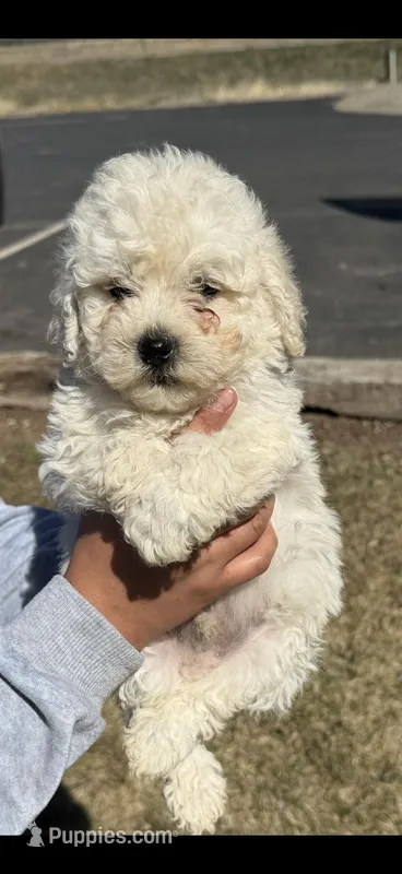 Blue – Puli puppy for sale in Lewis, CO