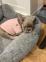 Baby Dior, a female French Bulldog for sale in Lewis, CO – 6 of 10