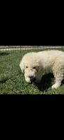 Black , a male Komondor for sale in Lewis, CO – 1 of 2