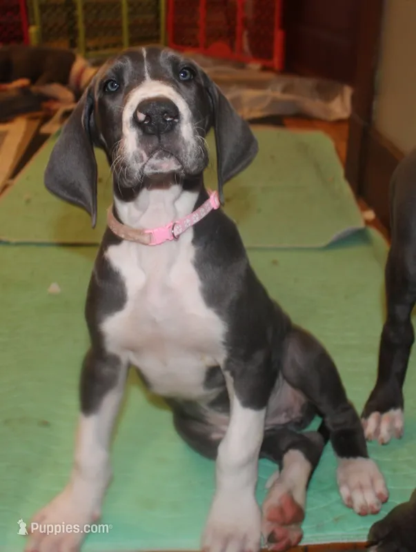 Colissta – Great Dane puppy for sale in Holland Patent, NY