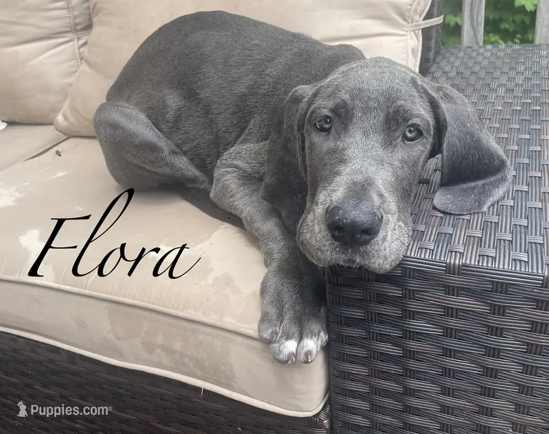 Flora – Great Dane puppy for sale in Holland Patent, NY
