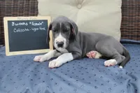 Colissta, a female Great Dane for sale in Holland Patent, NY – Photo 4 of 8