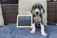 Colissta, a female Great Dane for sale in Holland Patent, NY – Photo 2 of 8