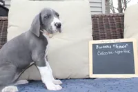 Colissta, a female Great Dane for sale in Holland Patent, NY – Photo 6 of 8