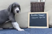 Colissta, a female Great Dane for sale in Holland Patent, NY – Photo 3 of 8