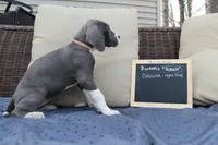 Colissta, a female Great Dane for sale in Holland Patent, NY – Photo 5 of 8