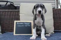 Colissta, a female Great Dane for sale in Holland Patent, NY – Photo 1 of 8