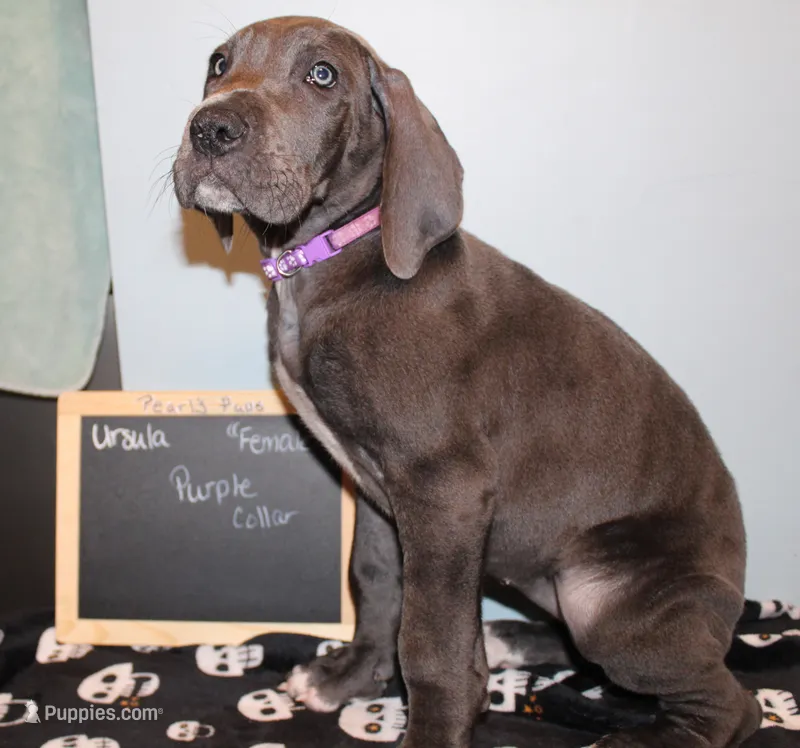 Ursula – Great Dane puppy for sale in Holland Patent, NY