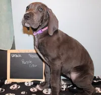 Ursula, a female Great Dane for sale in Holland Patent, NY – 1 of 10