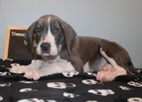 Diamond, a female Great Dane for sale in Holland Patent, NY – 2 of 10