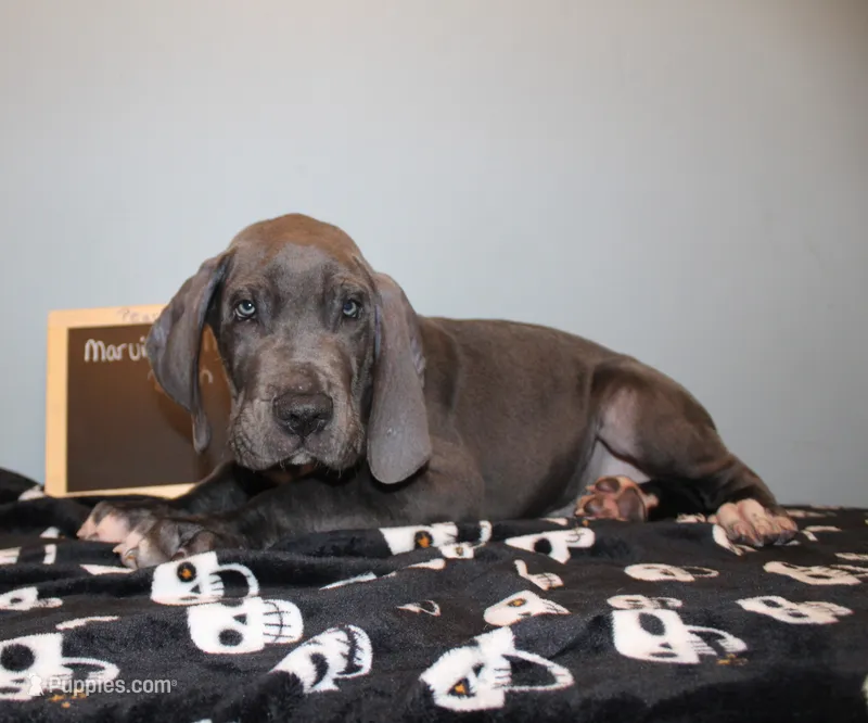 Marvin – Great Dane puppy for sale in Holland Patent, NY
