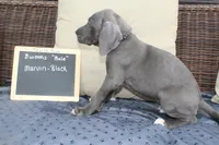 Marvin, a male Great Dane for sale in Holland Patent, NY – Photo 5 of 7