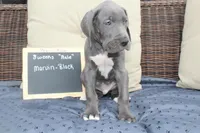 Marvin, a male Great Dane for sale in Holland Patent, NY – Photo 3 of 7