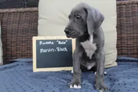 Marvin, a male Great Dane for sale in Holland Patent, NY – Photo 2 of 7