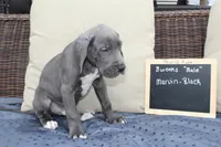 Marvin, a male Great Dane for sale in Holland Patent, NY – Photo 4 of 7