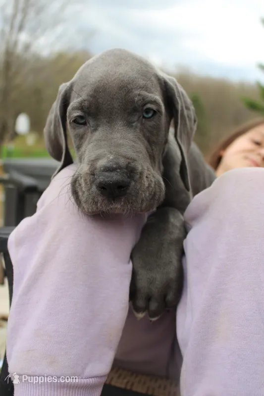 Marvin – Great Dane puppy for sale in Holland Patent, NY
