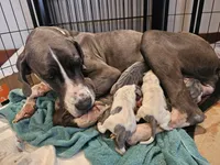 Marvin, a male Great Dane for sale in Holland Patent, NY – Photo 7 of 7