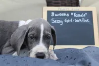 Sassy Girl, a female Great Dane for sale in Holland Patent, NY – Photo 3 of 9