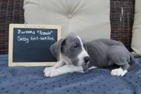 Sassy Girl, a female Great Dane for sale in Holland Patent, NY – Photo 2 of 9