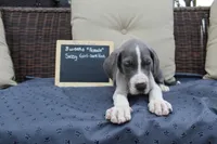 Sassy Girl, a female Great Dane for sale in Holland Patent, NY – Photo 4 of 9