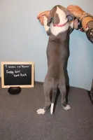 Sassy Girl, a female Great Dane for sale in Holland Patent, NY – Photo 7 of 9