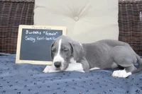 Sassy Girl, a female Great Dane for sale in Holland Patent, NY – Photo 5 of 9