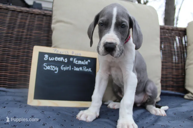 Sassy Girl – Great Dane puppy for sale in Holland Patent, NY