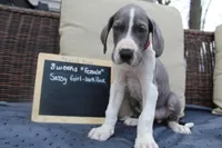 Sassy Girl, a female Great Dane for sale in Holland Patent, NY – Photo 1 of 9