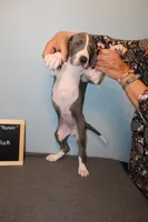 Sassy Girl, a female Great Dane for sale in Holland Patent, NY – Photo 6 of 9