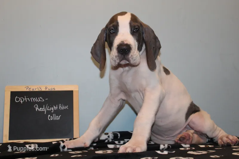 Optimus – Great Dane puppy on hold in Holland Patent, NY