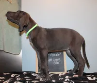 Flora, a female Great Dane for sale in Holland Patent, NY – 2 of 10