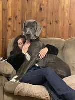 Optimus, a male Great Dane for sale in Forestport, NY – Photo 7 of 8