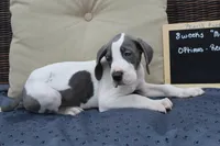 Optimus, a male Great Dane for sale in Forestport, NY – Photo 4 of 8