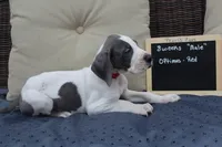 Optimus, a male Great Dane for sale in Forestport, NY – Photo 3 of 8