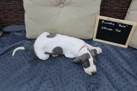 Optimus, a male Great Dane for sale in Forestport, NY – Photo 6 of 8