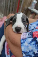 Optimus, a male Great Dane for sale in Forestport, NY – Photo 2 of 8