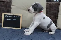 Optimus, a male Great Dane for sale in Forestport, NY – Photo 5 of 8