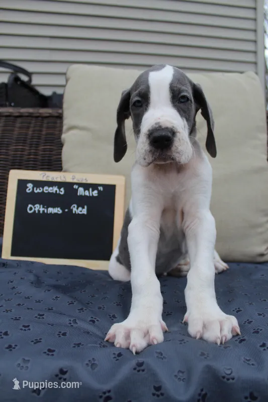 Optimus – Great Dane puppy for sale in Forestport, NY