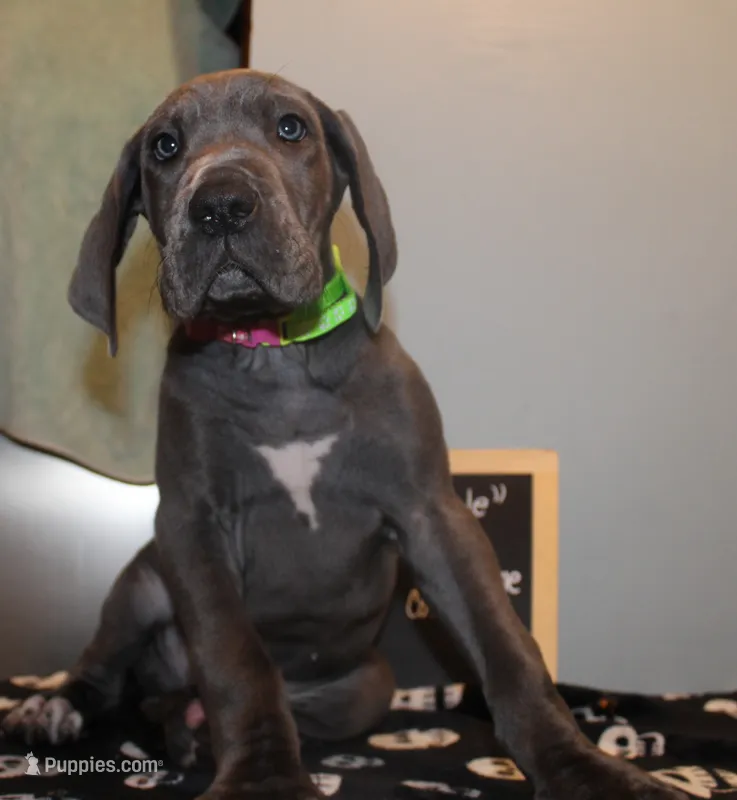 Coraline – Great Dane puppy for sale in Holland Patent, NY